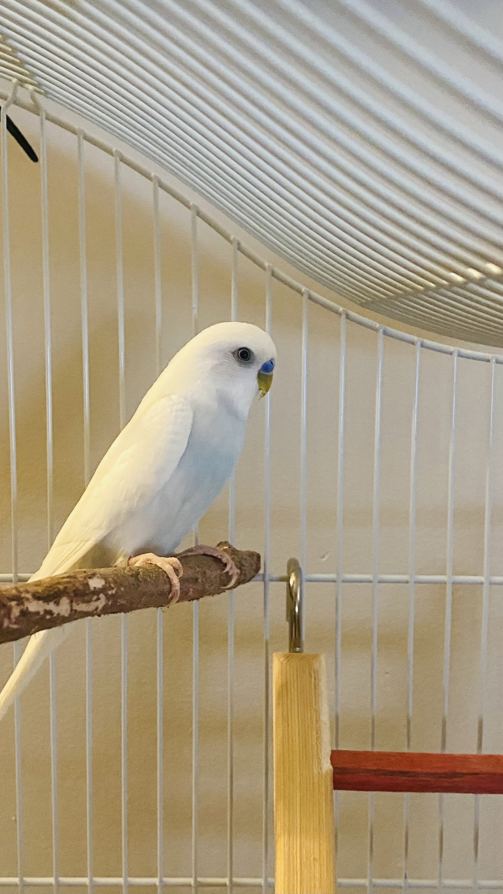 August Solo Near ladder