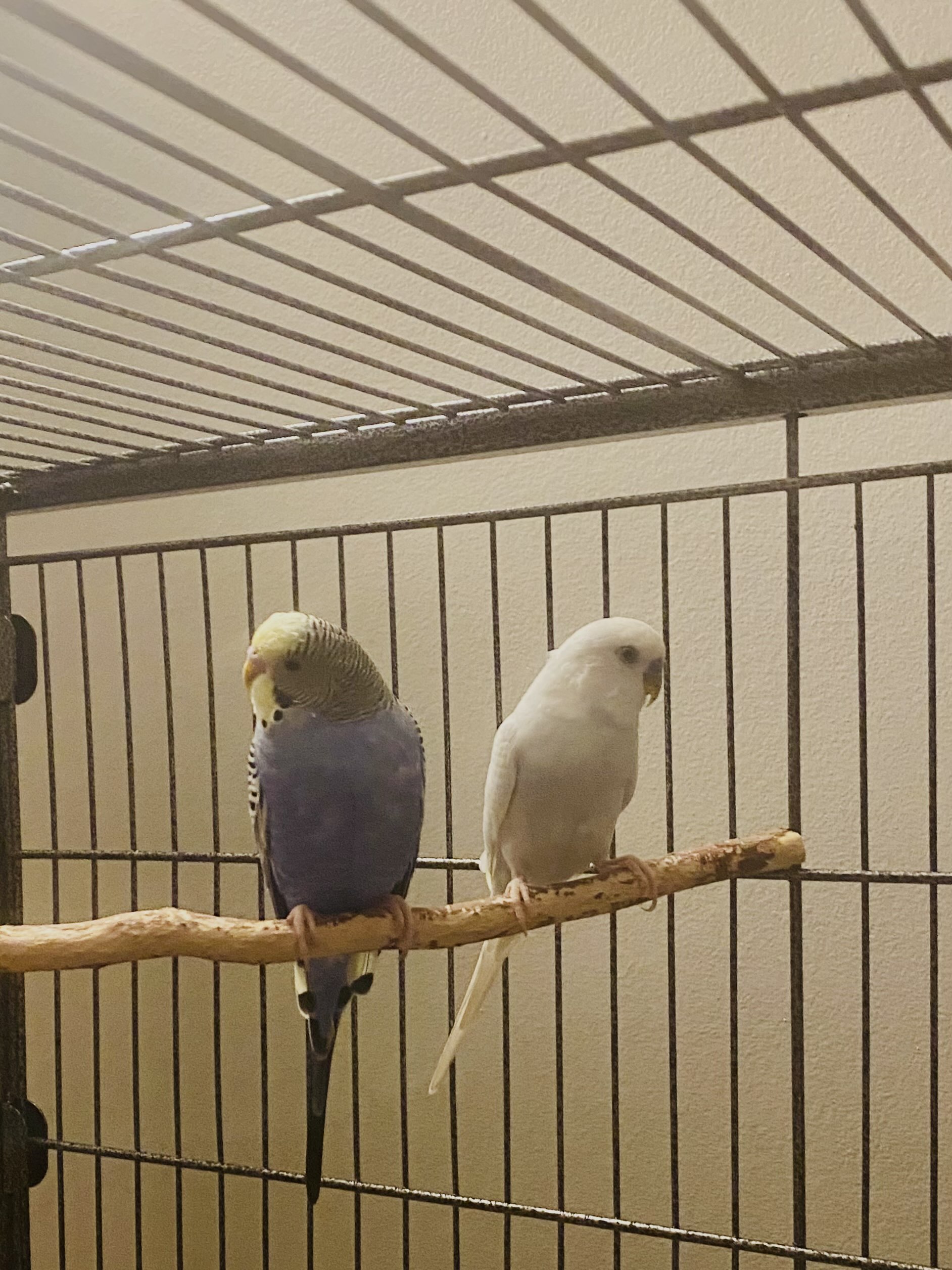 Duo On Perch BlankBG